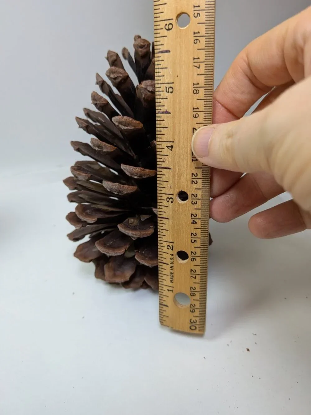 Natural Pine Cones Lot of 6 Vintage 7.5 to 5